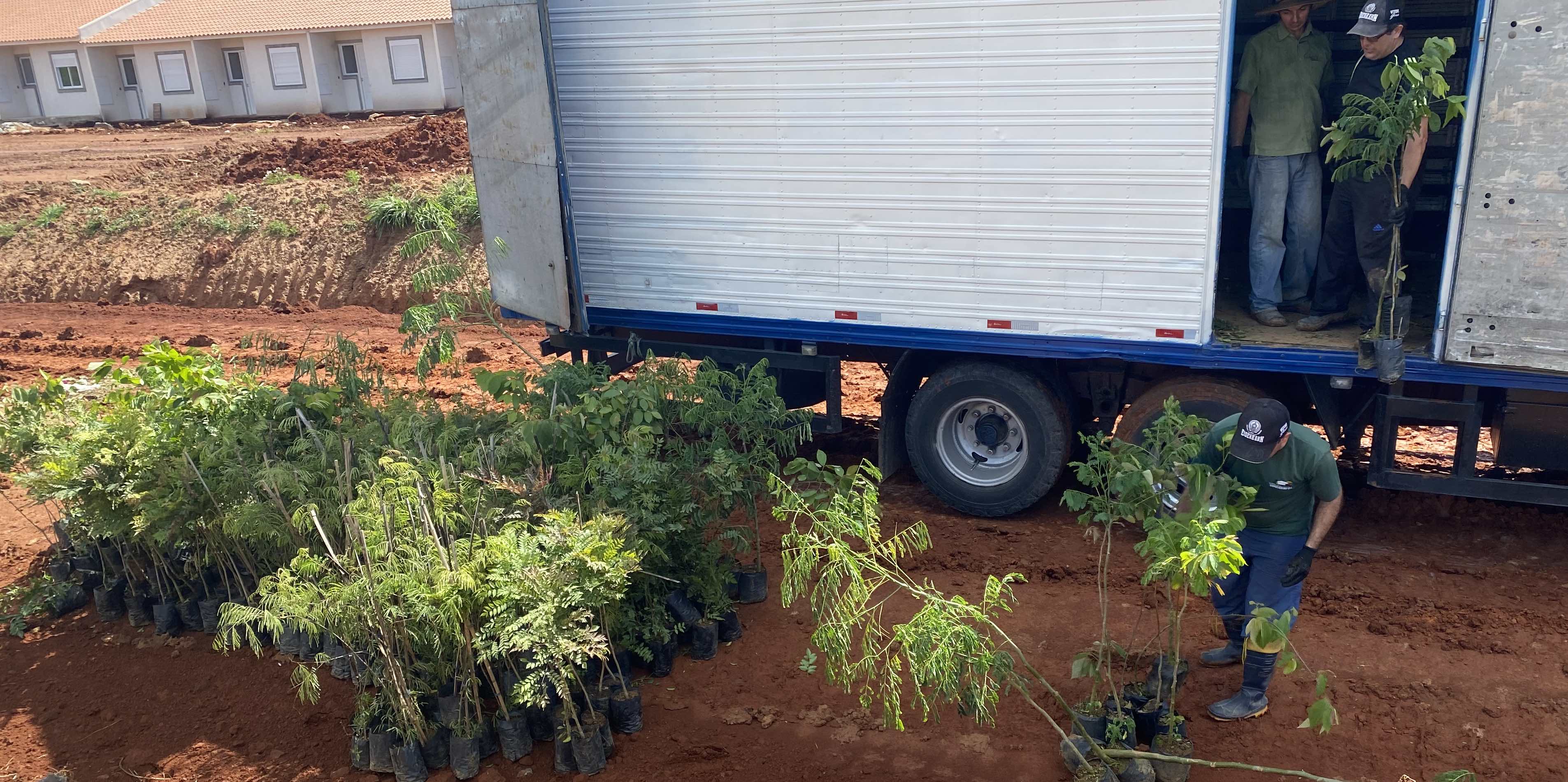 Plantio de mudas nativas